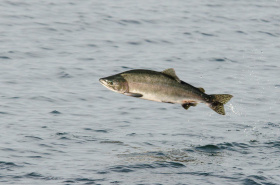 На Чукотке определены первые пользователи участков для любительского рыболовства 
