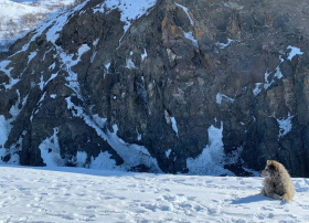 На Чукотке до конца года откроют приюты для бездомных животных