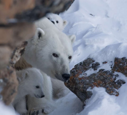 Белые медведи Чукотки адаптируются к изменениям климата 