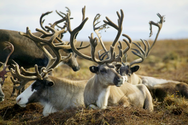 Третий день форума работников традиционных отраслей Чукотки посвятили ветеринарии, господдержке и регулированию численности волков