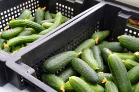На Чукотке растет производство тепличных овощей