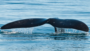 Делегаты Чукотки отстояли свои предложения на историческом заседании Международной китобойной комиссии