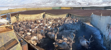 На Чукотке начался промышленный убой оленей