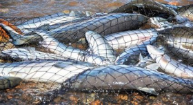 Резидент ТОР «Чукотка» создал завод для переработки 10 тонн лосося и икры в сутки