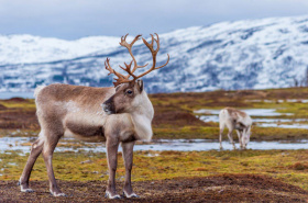 Более 190 тонн оленины заготовят сельскохозпредприятия Чукотки до конца года