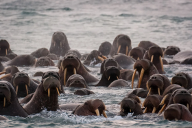 Полвека в Арктике: легендарному заповеднику «Остров Врангеля» на Чукотке исполнилось 50 лет