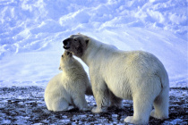 В Эгвекиноте состоялась конференция «Вселенная белого медведя»