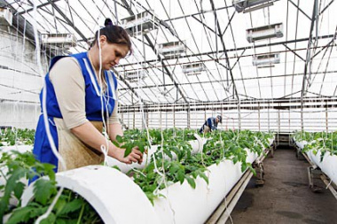 На Чукотке выдадут субсидии на развитие овощеводства
