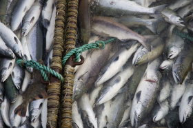 По прямому поручению Владислава Кузнецова в округе смягчили ограничения для вылова рыбы