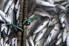 Чукотка предложила ускорить отмену ряда требований для традиционного рыболовства