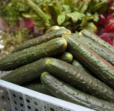 Чукотская овощная фабрика «Росинка» намерена повторить рекордные показатели производства