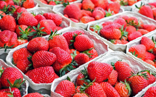 Получатель «дальневосточного гектара»: мы подвинем импортную ягоду на прилавках