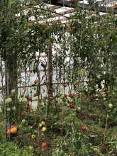 136 жителей трудоустроились на общественные и временные работы на Чукотке