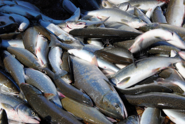 Дополнительные 555 тонн красной рыбы выделили для промышленного и любительского рыболовства