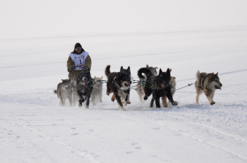 14 чукотских каюров примут участие в гонке на собачьих упряжках «Надежда-2022»