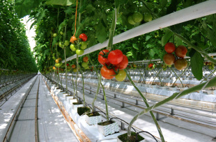 Новый резидент промпарка «Анадырь» займётся развитием тепличного хозяйства