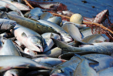 Рыбакам Чукотки выделили дополнительные объёмы лососей