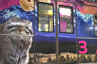 Дикий забайкальский кот манул стал героем «Дальневосточного экспресса» в московском метро