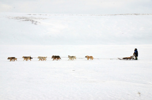 Каюры гонки на собачьих упряжках «Надежда-2019» пересекли Северный полярный круг