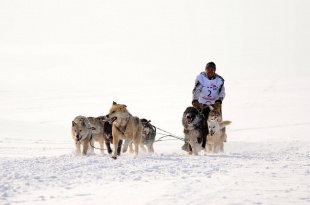 На Чукотке стартовала традиционная гонка на собачьих упряжках «Надежда-2018»