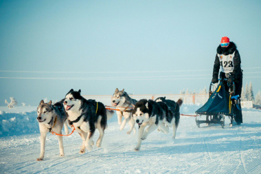 На Чукотке готовятся к уникальной арктической гонке на собачьих упряжках «Надежда»