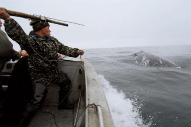 На Чукотке распределили квоты на добычу серых китов