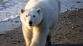 Чукотка объединила учёных всего мира: на конференции «Вселенная белого медведя» представили данные 15-летних наблюдений