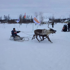 Гонки на оленьих упряжках «Ръилет» проходят на Чукотке