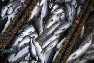 На Чукотке подходит к завершению заявочная кампания на традиционную рыбалку 2020 года