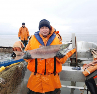 На Чукотке добыли более 2,5 тысяч тонн лосося