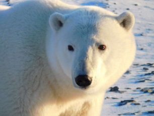 Белый медведь в фокусе внимания Арктических стран