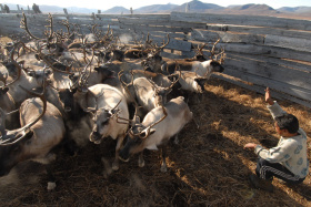 Сельскохозяйственные предприятия Чукотки заготовят порядка 400 тонн оленины