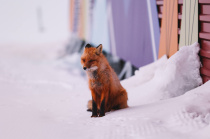 Важное напоминание для жителей Чукотки 