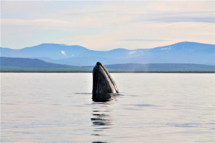 Чукотка на международном уровне отстаивает увеличение квоты на добычу китов