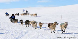 С рекорда стартовала уникальная арктическая гонка на собачьих упряжках «Надежда - 2019» на Чукотке