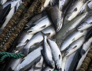 На Чукотке определены объёмы летней путины для промышленного рыболовства