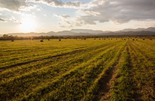 Успешные фермеры из села Марково планируют взять уже второй «Дальневосточный гектар» для расширения хозяйства