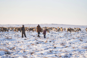 Владислав Кузнецов: увеличение зарплат, поддержка оленеводов и морзверобоев обеспечили рост кадров в традиционных отраслях Чукотки