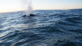 На Чукотке распределили лимиты добычи китов