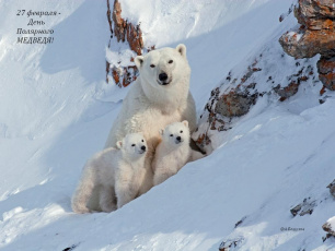Арктическим странам представлена стратегия по сохранению белого медведя на Чукотке 
