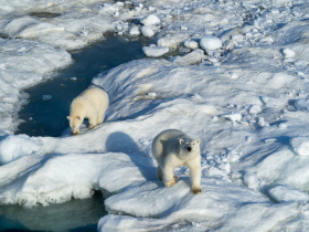 Чукотские охотники отмечают рост активности белых медведей на фоне благоприятных изменений в популяции нерпы