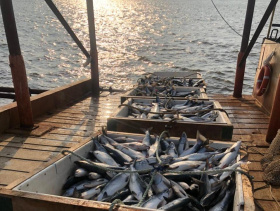 На Чукотке завершилась лососевая путина