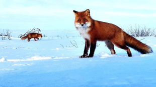 Важное напоминание для жителей Чукотки