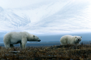 Количество белых медведей у села Рыркайпий сокращается