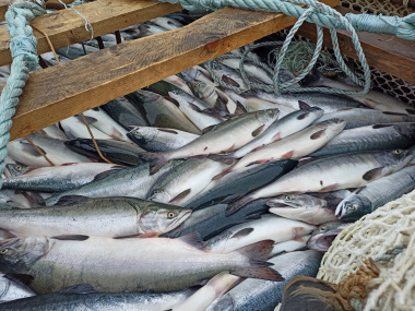 Определены предварительные объемы добычи лососёвых на 2026 год в Чукотском автономном округе