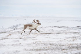 Про оленя в жизни чукчей расскажут на научно-практическом семинаре в Санкт-Петербурге