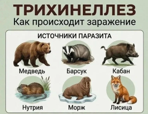 Внимание: сезон добычи морского зверя! Будьте осторожны!