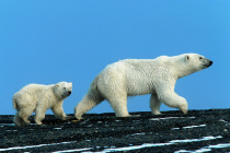 «Вселенная белого медведя» откроется в столице Чукотки