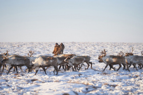 На Чукотке приняли ряд важных решений по улучшению условий труда оленеводов и морзверобоев